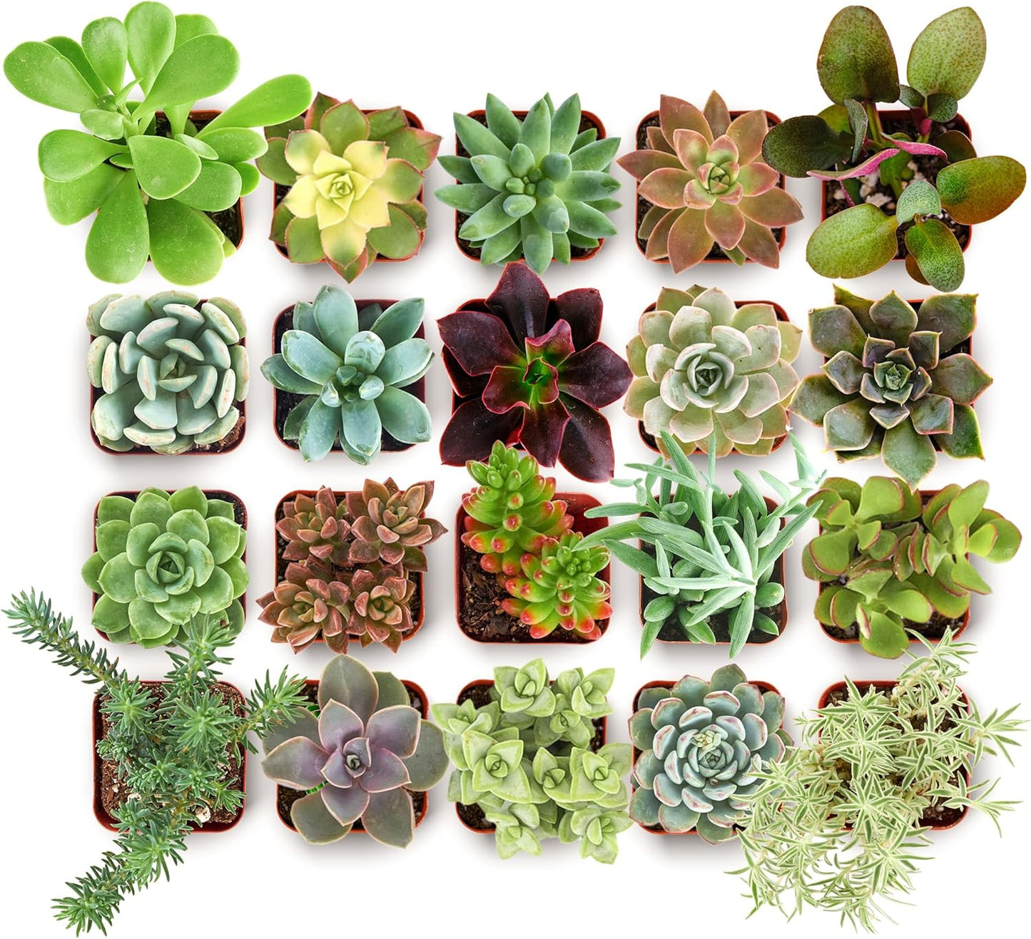Shop Succulents Collectors Succulent Plant Pack Collection - Live Mini Succulent Plants, Low Maintenance, Colors & Textures - Wedding and Party Favors, Gift & Garden, Pack of 40