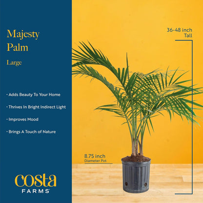 Costa Farms Majesty Palm Live Plant, Spring Decor, Giftable Plant Item, Indoor and Outdoor Live Palm Tree, Potted in Natural Pot, Tropical Patio, 3-4 Feet Tall