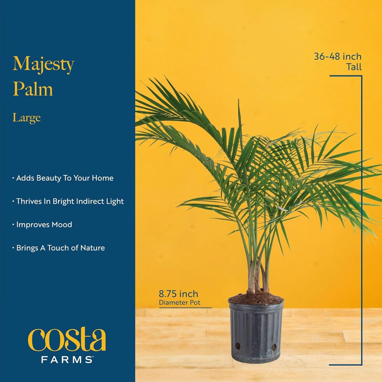 Costa Farms Majesty Palm Live Plant, Indoor and Outdoor Live Palm Tree, Potted in Premium Decor Planter, Tropical Patio, Balcony, Home Decor, Perfect House Plant Gift for Housewarming, 3-4 Feet Tall