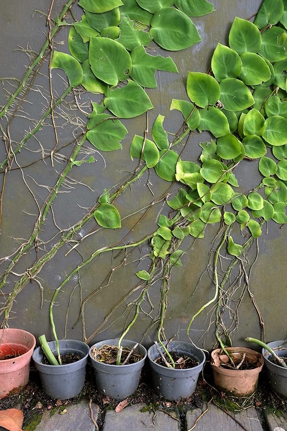 Shingle Plant Planting Mix - Promotes Steady Growth and Healthy Leaves - 10 Quart (2 Bags of 5 Quart)