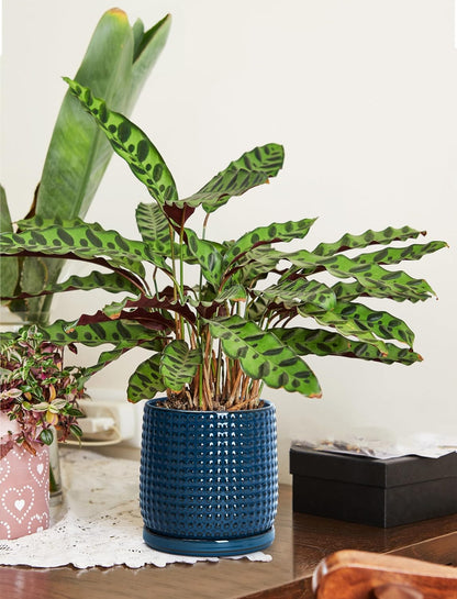 D'vine Dev 6 Inch Ceramic Beaded Stoneware Planter Pot - Flower Pot with Drainage Holes and Saucers for Indoor Succulent Plants or Flowers, Midnight Blue, 27-C-X-3
