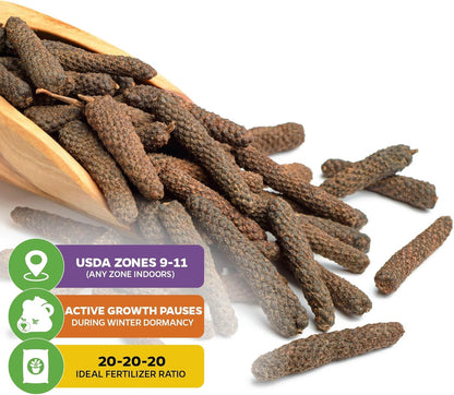 Long Pepper Live Plant - Piper longum by Wellspring Gardens, Fragrant & Flavorful Spice Herb Plant, Easy to Grow Live Pepper Plant, Perfect Aromatic Plant for Indoor or Outdoor Garden