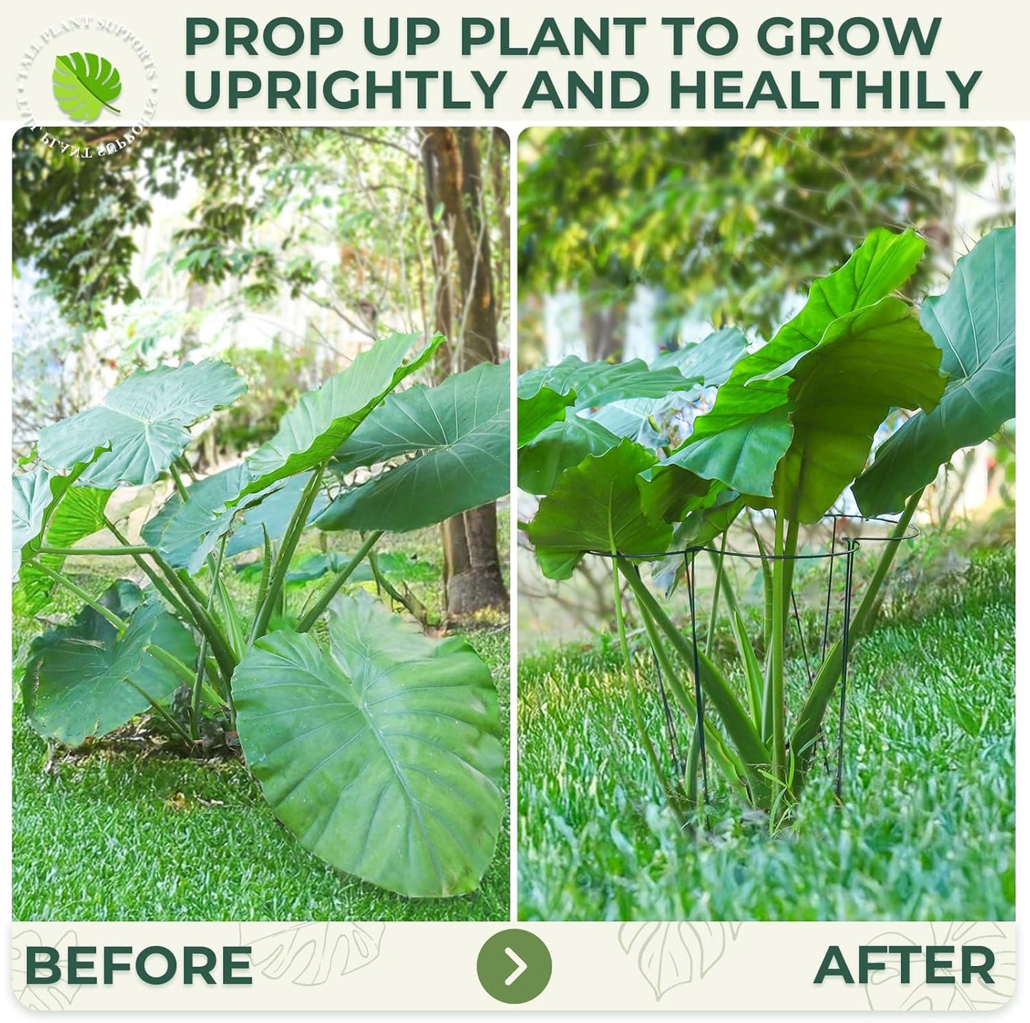 LEOBRO Plant Support, 8 PCS Peony Cages and Supports, Plant Stakes, Plant Supports for Indoor Plants, Outdoor Plants, Monstera Hydrangea Support Cage, 10" W x 24" H