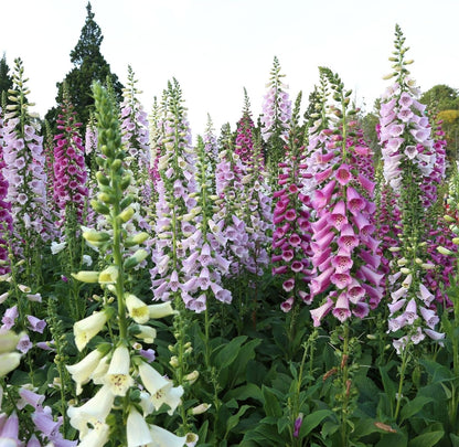 Clovers Garden Foxglove (Digitalis purpurea) Camelot Mix Plants – Two (2) Live Plants – Non-GMO - Not Seeds - Each 4" to 8" Tall – in 4" Inch Pots – Tall Flowering Spikes, Hummingbird Favorite