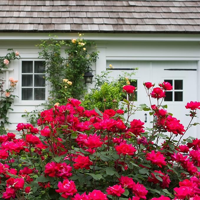 Double Rose, 2 Gal, Red Blooms (Double Red)