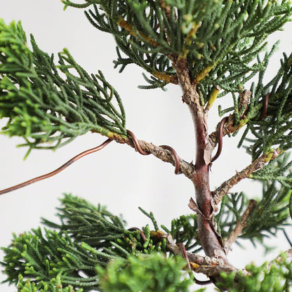 Wazakura Annealed Copper Bonsai Training Wire Made in Japan, Rust Resistant Outdoor Plant Cable (95.1 ft/29 m roll) - 1.6mm, Copper Wire