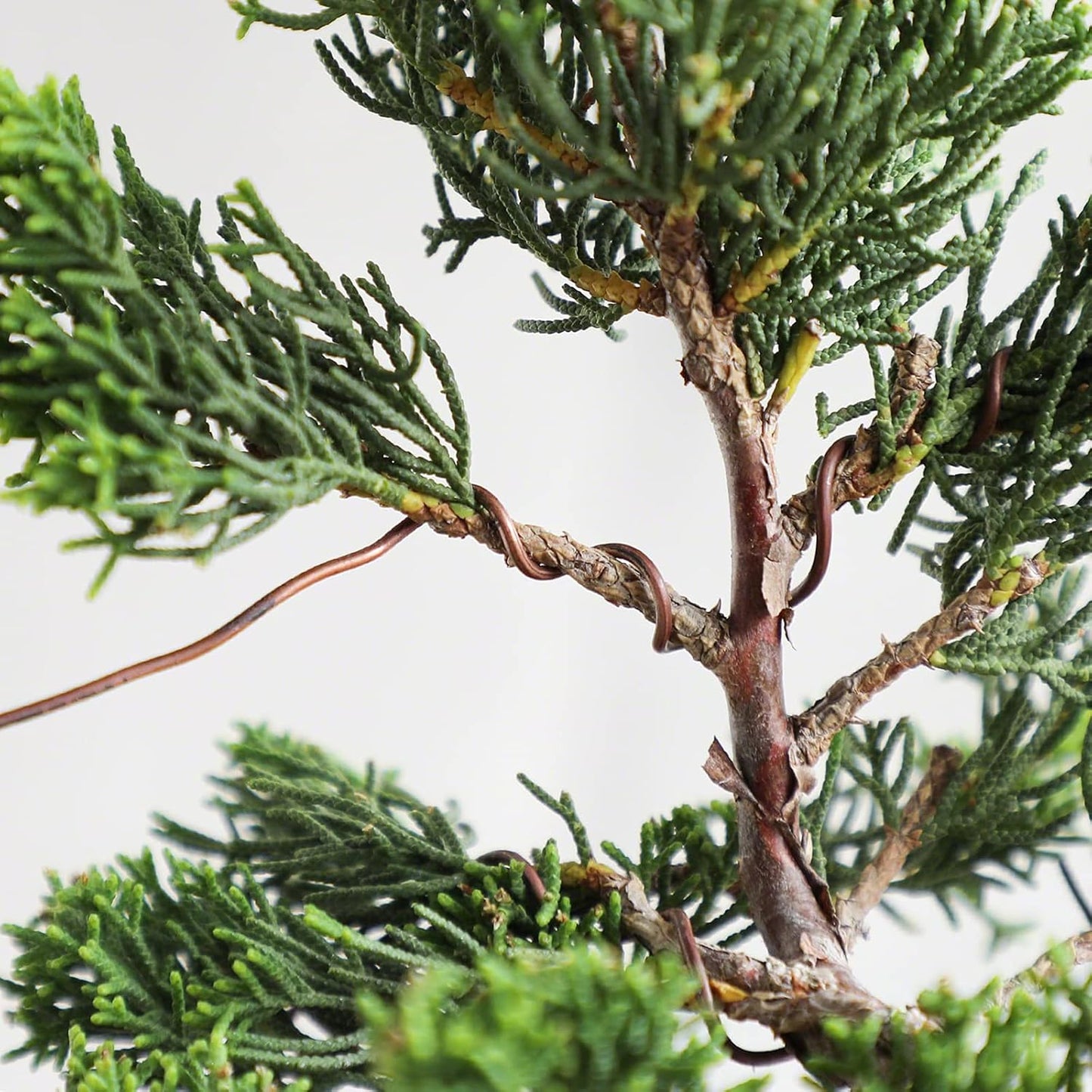 Wazakura Annealed Copper Bonsai Training Wire Made in Japan, Rust Resistant Outdoor Plant Cable (95.1 ft/29 m roll) - 1.2mm, Copper Wire