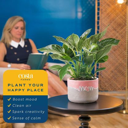 Costa Farms Philodendron Birkin Live Plant in Decorative Pot, Air Purifying Indoor Houseplant, Perfect for Home, Room, or Office Decor, Great House Warming or Birthday Gift, 12-18 Inches Tall