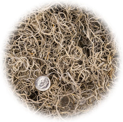 Gardenera Premium Natural Spanish Moss | Natural Preserved - Great Ground Cover - Filler for Potted Plants - 5 Quart Bag