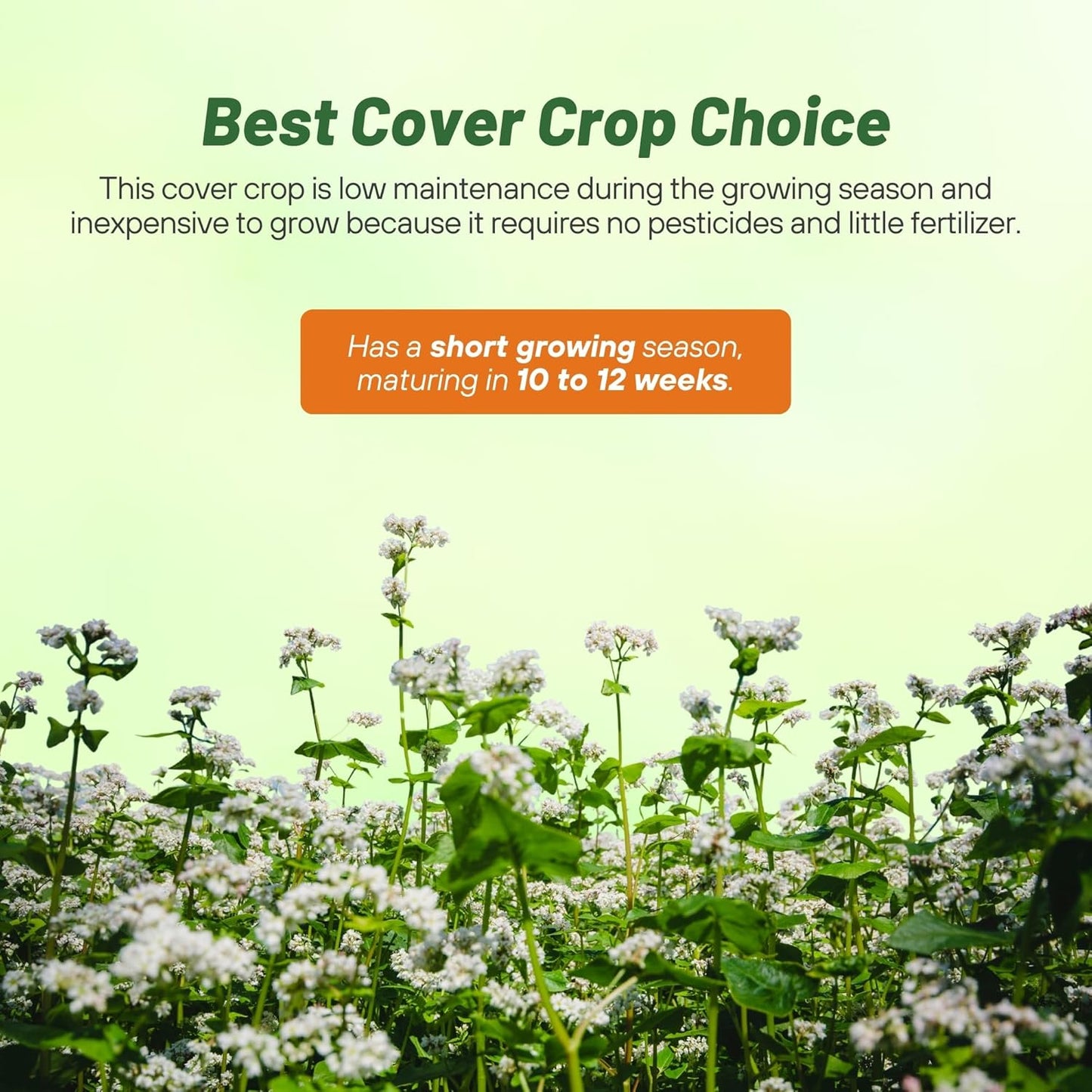 Outsidepride Buckwheat Seeds - 5lbs Annual, Fast-Growing, Easy to Grow Buckwheat Cover Crop Seeds for Green Manure, Bee Pasture & Pollinators, Wildlife Habitat, Soil Improvement, and Erosion Control