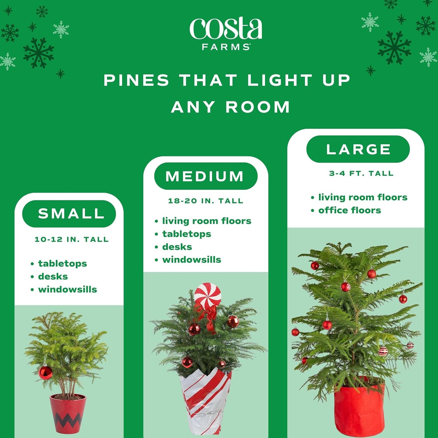 Costa Farms Live Christmas Tree, 18 to 20-Inches Tall, Decorated with Christmas Gift Wrap, Ornaments and Tree-Topper, Fresh From Our Farm