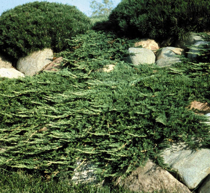 Prince of Wales Juniper - 30 Live Plants - Drought Tolerant Cold Hardy Evergreen Ground Cover