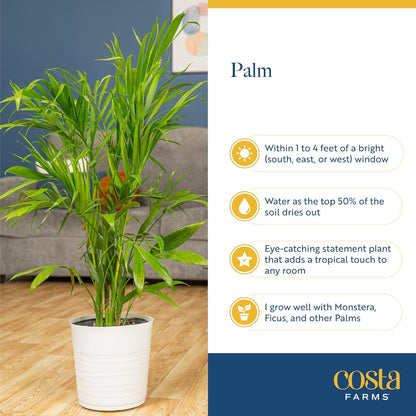 Costa Farms Cat Palm Live Plants in Decorative Pot, Large Indoor Houseplant, Perfect for Home, Room, or Office Decor, Great House Warming or Birthday Gift, 3-4 Feet Tall, Pack of 2