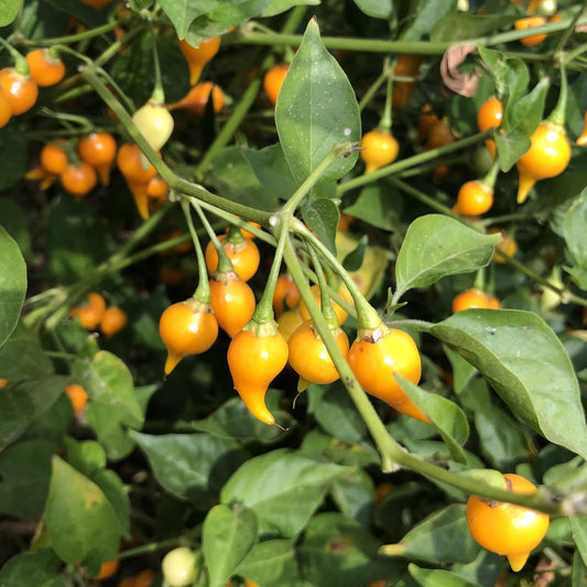 Biquinho Yellow Hot Pepper Seeds - 0.25 Oz ~1250 Seeds - Non-GMO, Heirloom - Vegetable Garden - Capsicum annuum