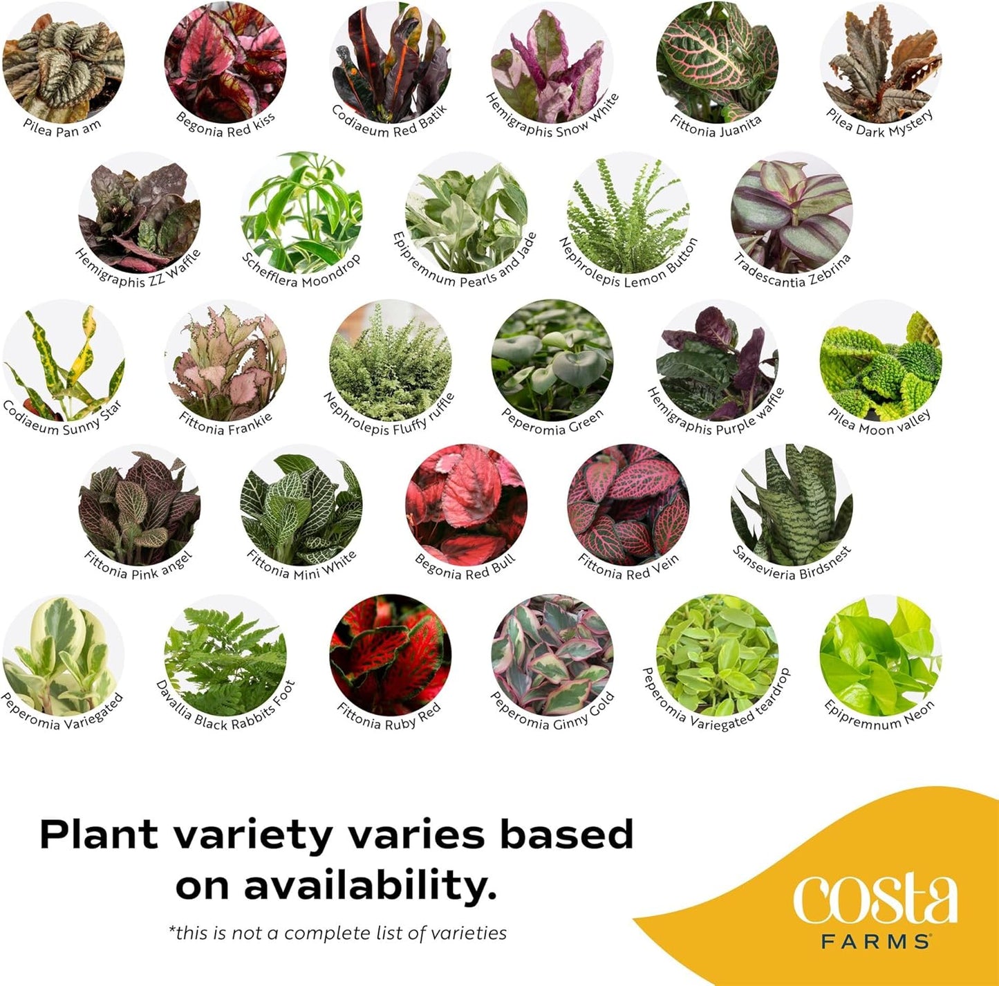 Costa Farms Live Mini Indoor Plants in Plastic Pots, Air Purifying Houseplants, Assorted Varieties, Home, Room, or Office Decor, House Warming or Birthday Gift, 4-6 Inches Tall, Pack of 20