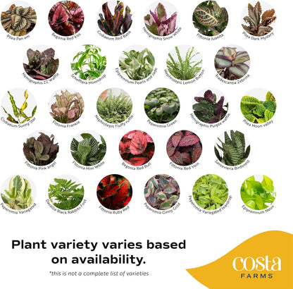 Costa Farms Live Mini Indoor Plants in Plastic Pots, Air Purifying Houseplants, Assorted Varieties, Home, Room, or Office Decor, House Warming or Birthday Gift, 4-6 Inches Tall, Pack of 20