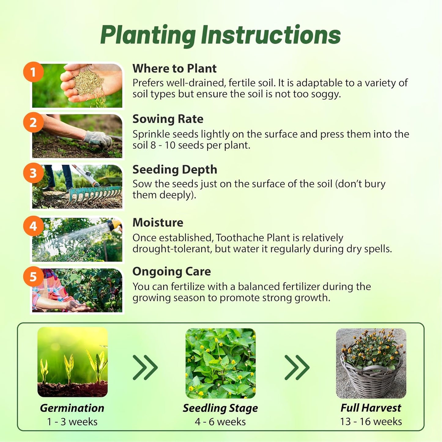 Outsidepride Toothache Plant Seeds - 10000 Pcs. Perennial, Easy to Grow & Pollinator Friendly, Herb Seeds for Planting Ornamental, Pompom-Shaped Yellow Blooms for Culinary Creations & Herb Gardens