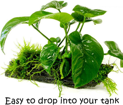 Greenpro (Anubias Barteri Butterfly) Anubias, Java Fern, Moss and More! Freshwater Live Aquarium Plants on Driftwood for Aquatic Tropical Fish Tank Decorations - Easy to Drop