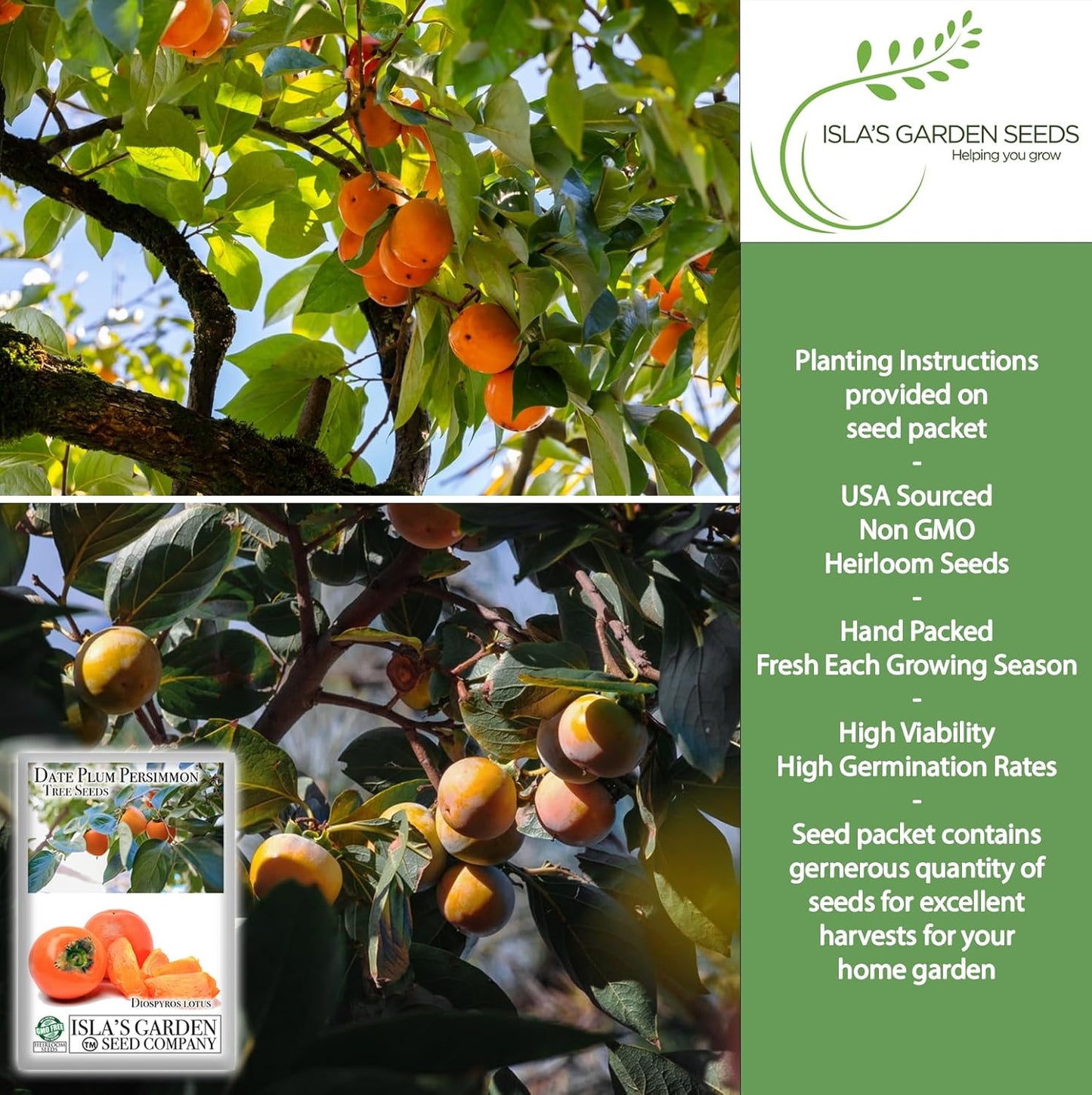 Date Plum Persimmon Tree Seeds (Diospyros Lotus) – 30+ Non-GMO & Heirloom Seeds, Exotic & Rare Fruit Tree, 80% Germination Rate, by Isla’s Garden Seeds, Unique Edible Landscape Addition