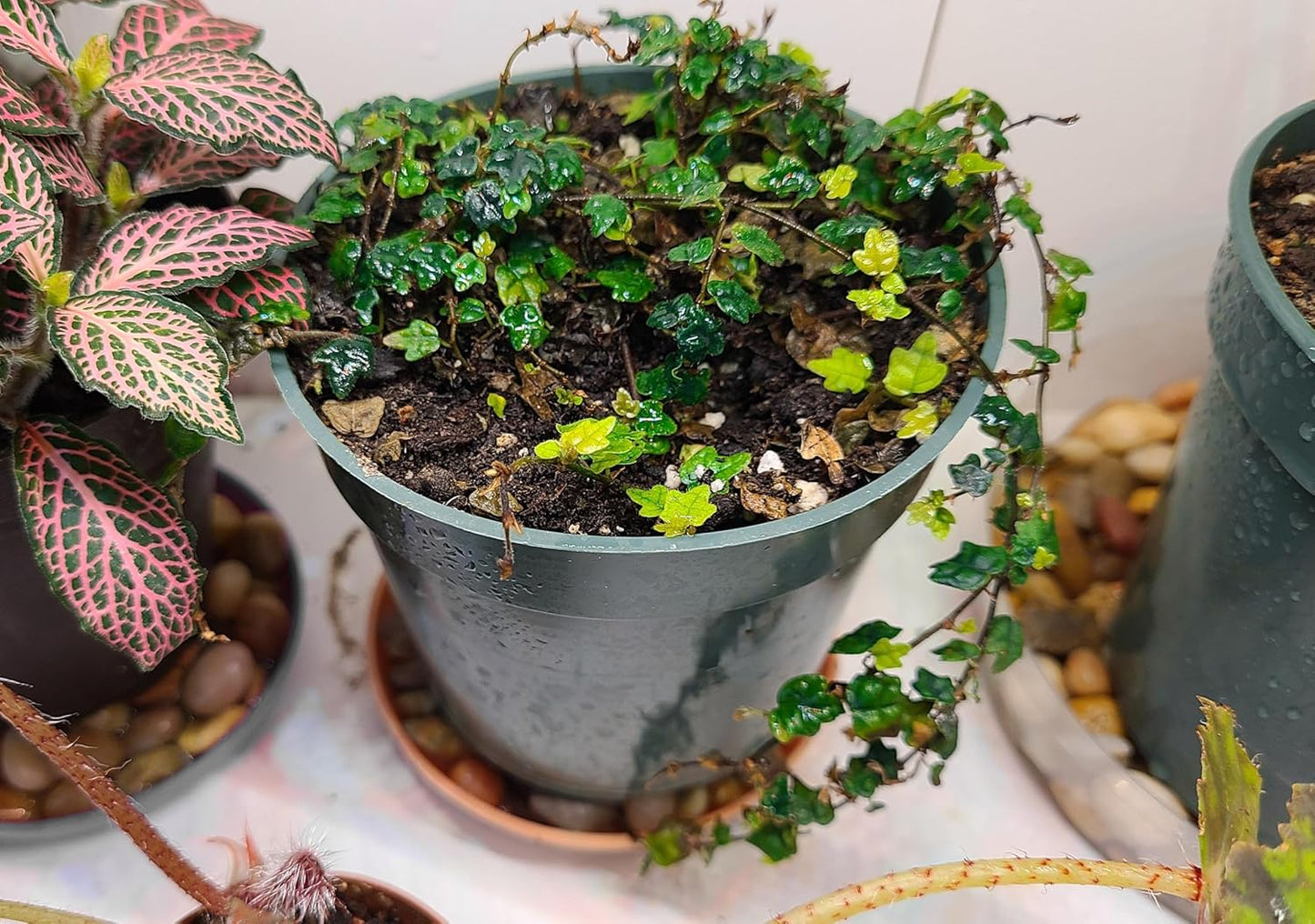 Ficus Pumila Quercifolia | 30 Live Plants | Oak Leaf Creeping Fig, Easy-Care Indoor/Outdoor Trailing Vine Plant, Perfect for Walls and Ground Cover