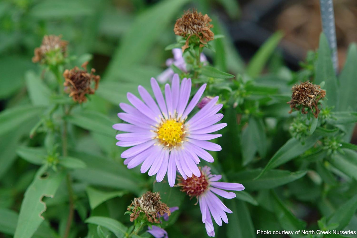 Perennial Farm Aster Dumosus 'Wood's Blue' (Wood Aster) – Live Perennial Plant in #1 Container, Masses of Blue Daisy-Like Blooms, Compact & Hardy, Pollinator Friendly, Borders & Fall Gardens