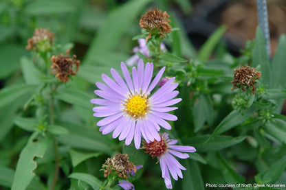 Perennial Farm Aster Dumosus 'Wood's Blue' (Wood Aster) – Live Perennial Plant in #1 Container, Masses of Blue Daisy-Like Blooms, Compact & Hardy, Pollinator Friendly, Borders & Fall Gardens