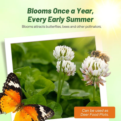 Outsidepride Perennial White Dutch Clover Seed - 1/4 lbs. Nitrocoated, Inoculated Clover Seeds for Lawn Alternative, Erosion Control, Food Plots, Ground Cover, & Pasture Mixtures in USDA Zones 3-10