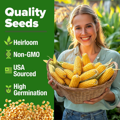 HOME GROWN Golden Bantam Corn 2 Pack – 200 𝗡𝗢𝗡-𝗚𝗠𝗢 𝗨𝗦𝗔 Heirloom Vegetable Seeds – Grow Sweet Corn Outdoors – Easy for Beginners & Great for Home Gardeners –High Germination (Zea mays)