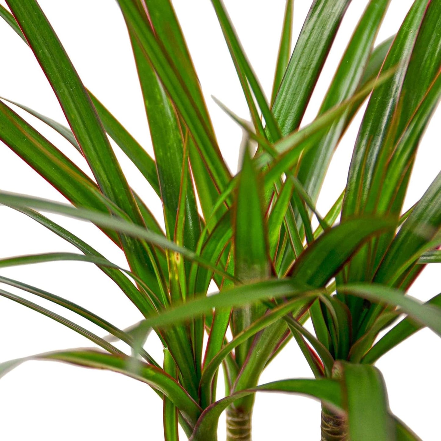 Dracaena Marginata Cane Live Plant for Indoor | Different Houseplants in 4'' & 6'' Pot | Real House Plant for Living Room, Office, Desk & Bathroom | Dragon Tree