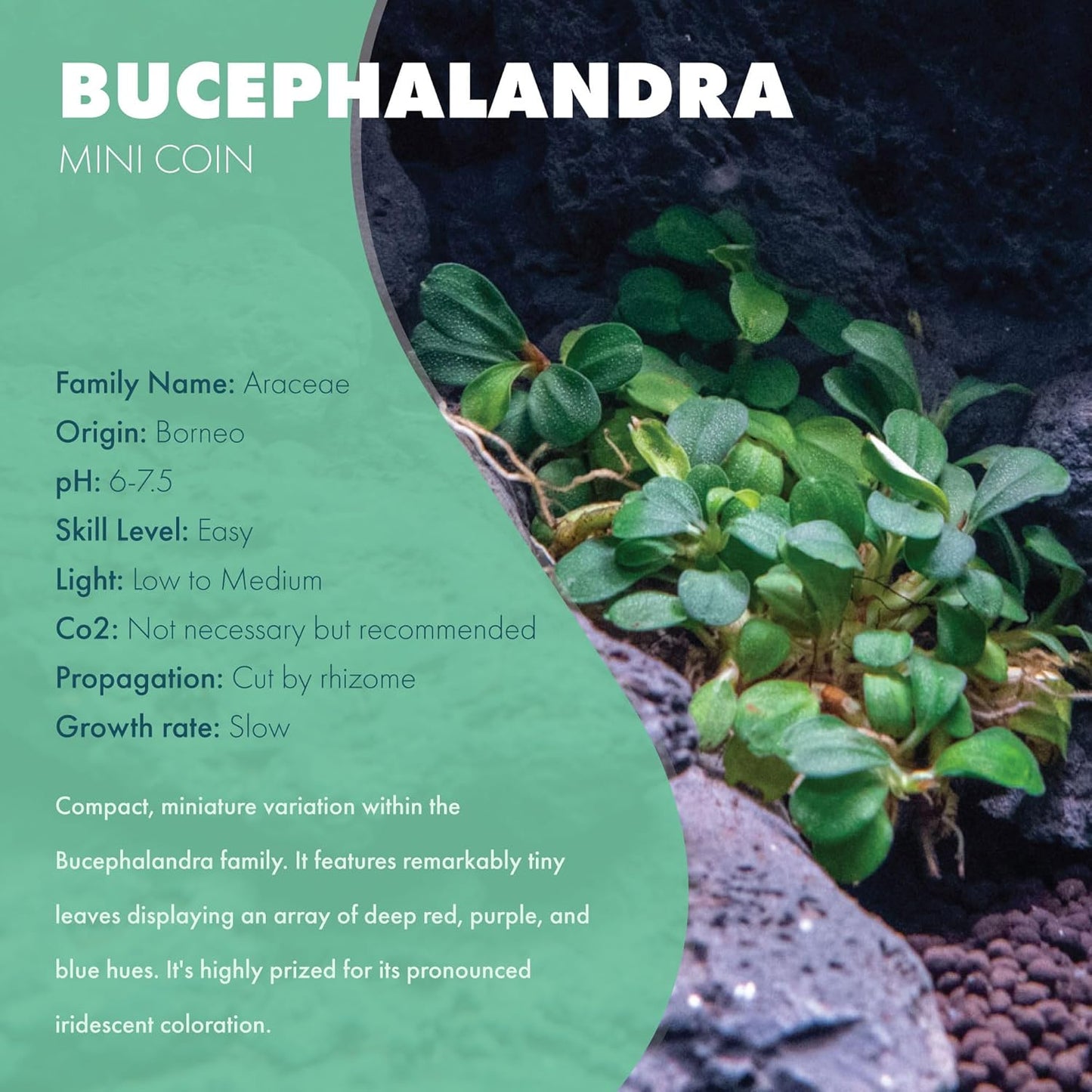 SubstrateSource Bucephalandra Mini Coin Live Aquarium Plant - Natural Freshwater Fish Tank Decorations and Aquatic Decor (Small Clump (3-5 Plants))