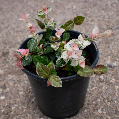 American Plant Exchange Snow & Summer Jasmine – 6-Inch with Pot – Live Fragrant Flowering Climbing Vine, Ideal for Trellises, Garden Beds, or Patio Decor