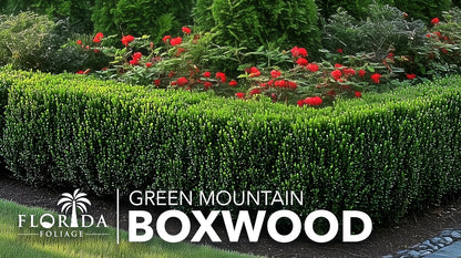 Green Mountain Boxwood | 3 Live Plants | Buxus sempervirens ‘Green Mountain’ | Evergreen Privacy Shrub | Compact Formal Garden Plants