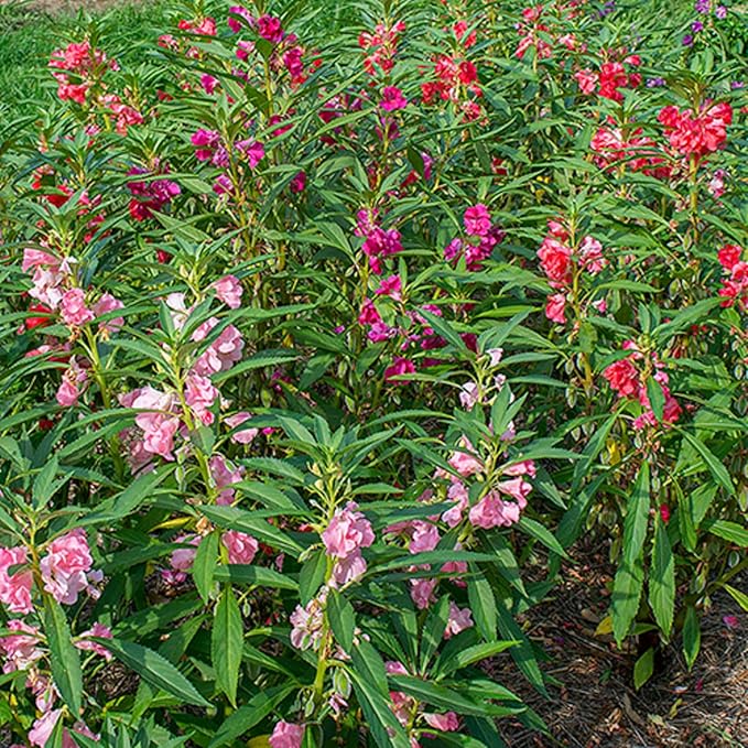 CHUXAY GARDEN 100 Seeds Mix Impatiens Balsamina,Garden Balsam,Rose Balsam, Touch-me-not,Spotted Snapweed Red Pink Purple Lovely Flowers Attractive Annual Ornamental Plant