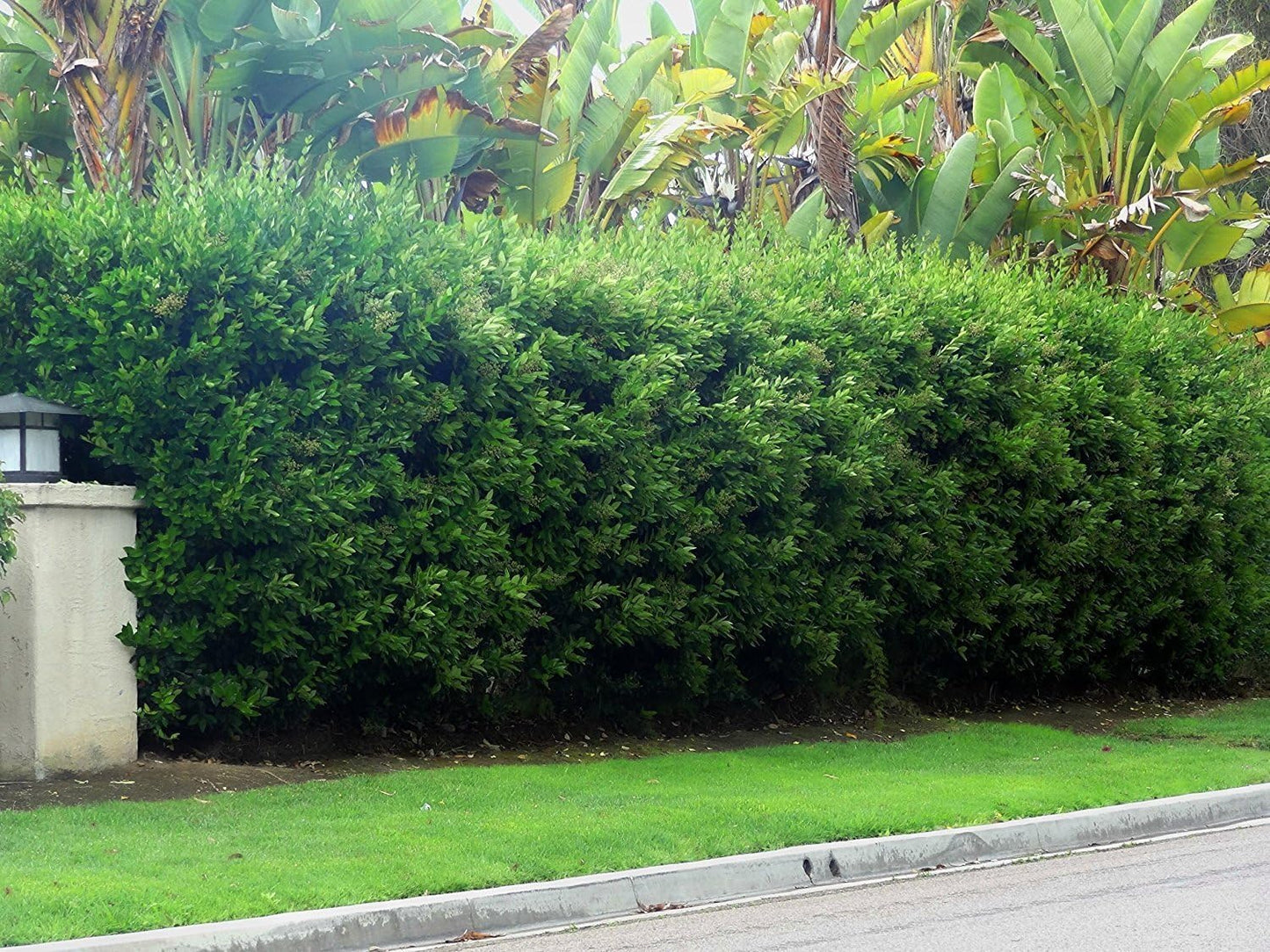 Ligustrum Waxleaf Privet - 20 Live Plants 2" Pot Size - Evergreen Privacy Hedge