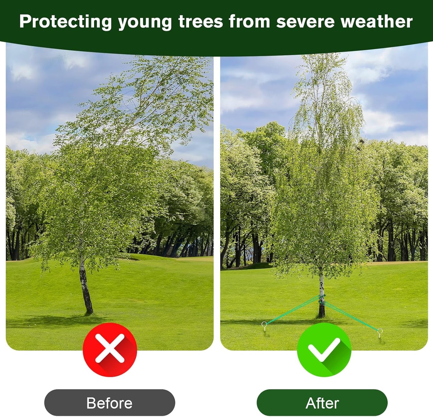 A Tree Support kit for straightening Trees, which Includes Supporting Metal Stakes and Ropes. It can Also be Used for Tree Protection in Harsh Weather and Outdoor Tent Fixation. (2)