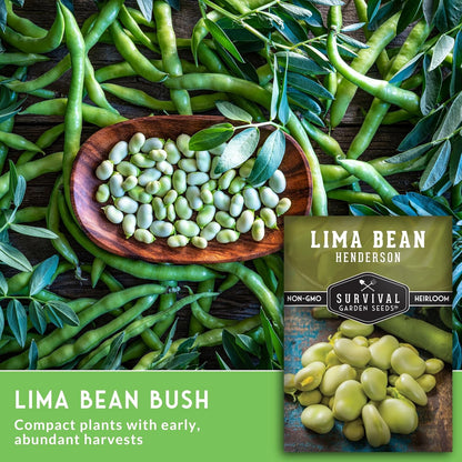 Lima Bean Seeds for Planting – Henderson Butter Bean Seeds for Gardens & Classroom Science Projects, Easy to Grow Non-GMO Heirloom Variety - Survival Garden Seeds (3 Packs)