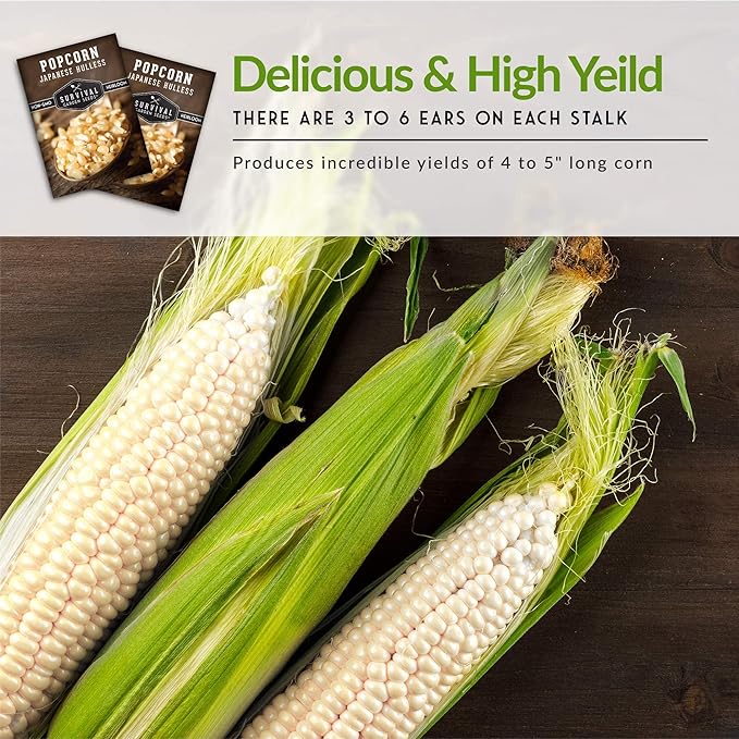Survival Garden Seeds - Japanese Hulless Popcorn Seed for Planting - 5 Packs with Instructions to Plant & Grow Delicious Kernel Popcorn in Your Home Vegetable Garden - Non-GMO Heirloom Variety Seed