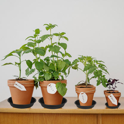 Bleuhome 6 Pack 6 inch Plant Saucer Tray, 4 6 8 10 12 15 17 19 inch Plant Saucers, Heavy Duty