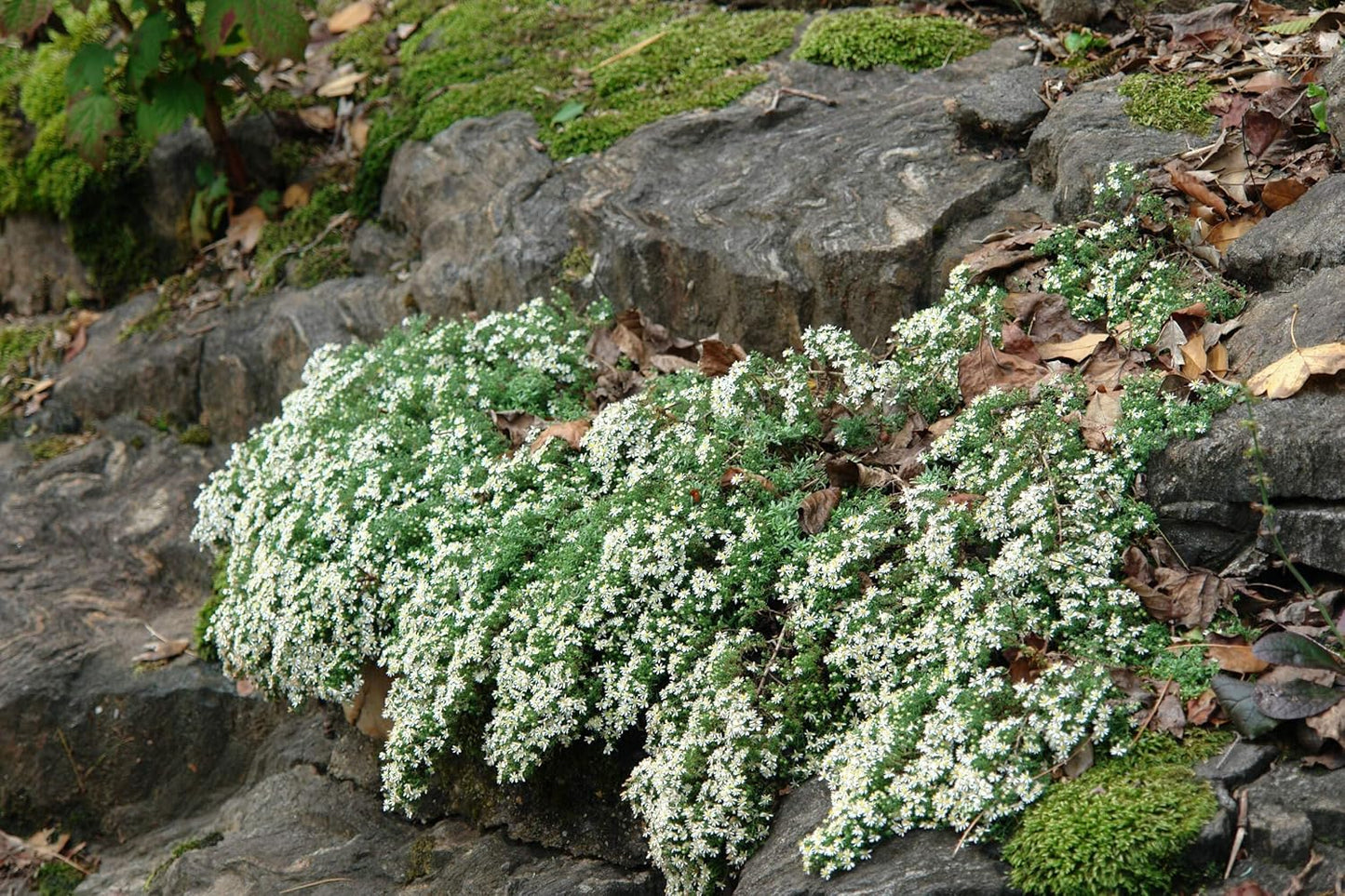 Perennial Farm Aster Ericoides ‘Snow Flurry’ (White Heath Aster) – Live Perennial in #1 Container, Low-Growing White Daisy-Like Blooms, Compact Groundcover, Great for Edging & Pollinator Gardens