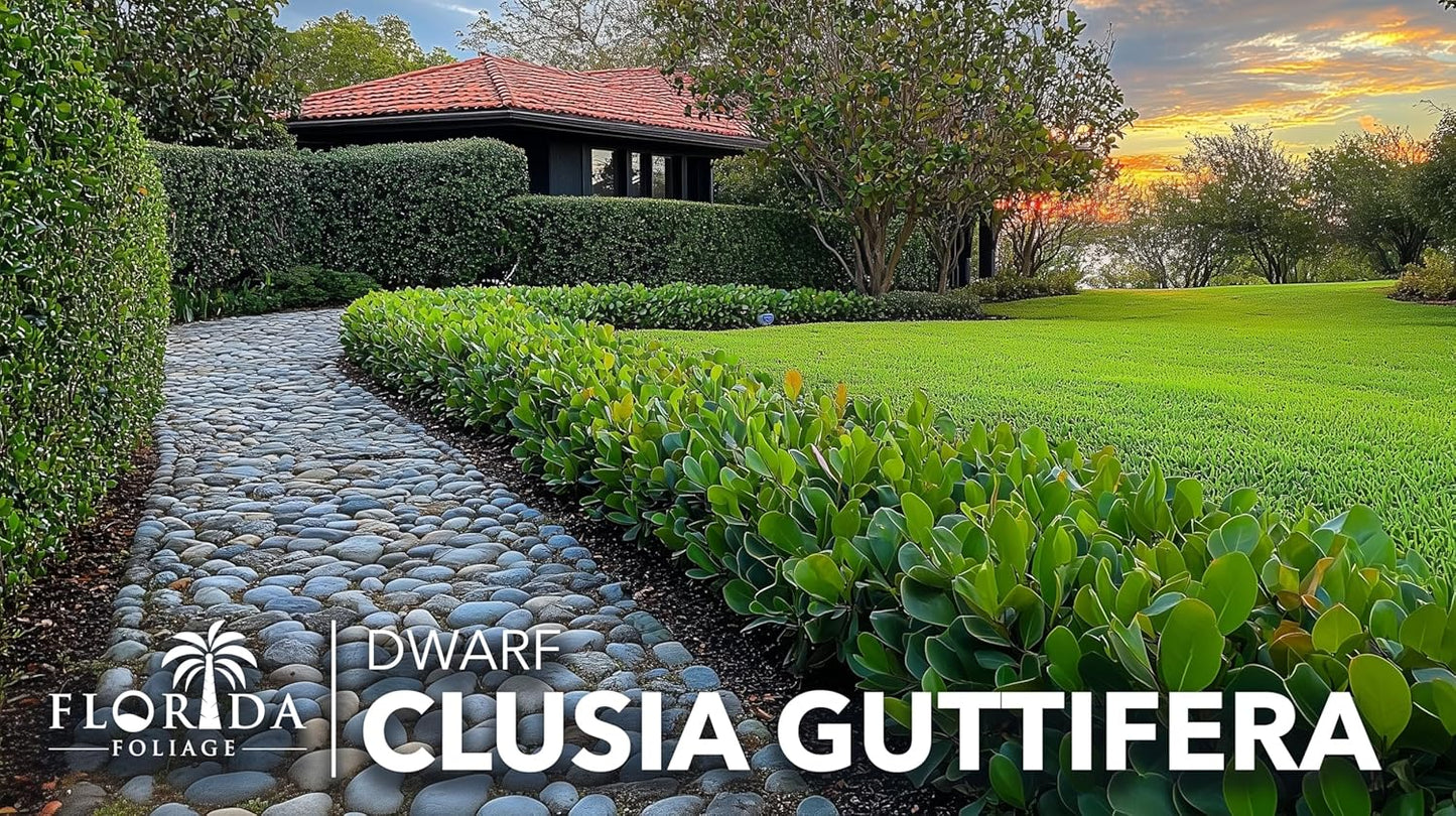 Clusia Guttifera Small Leaf | 30 Live Plants | Clusia guttifera | Privacy Hedge Plants | Evergreen Shrub for Tropical Landscaping