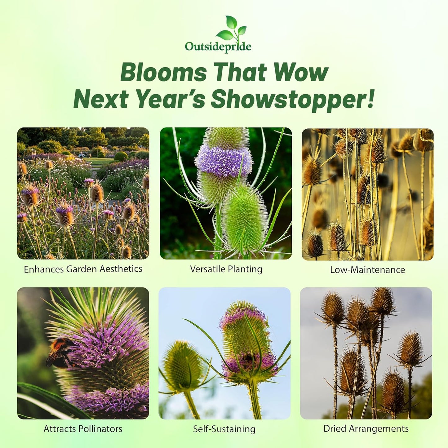 Outsidepride Teasel Seeds - 2000 Pcs. Biennal, Low Maintenance & Drought Tolerant, Flower Seeds for Planting Tall, Comb-Like Lilac Blooms for Cut Flower Arrangements & Pollinator Gardens