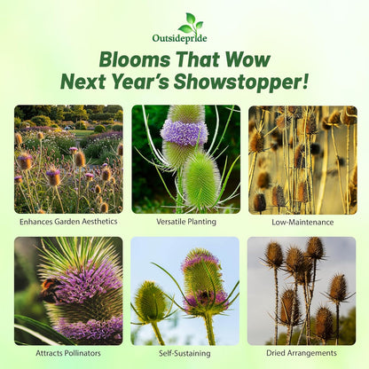 Outsidepride Teasel Seeds - 2000 Pcs. Biennal, Low Maintenance & Drought Tolerant, Flower Seeds for Planting Tall, Comb-Like Lilac Blooms for Cut Flower Arrangements & Pollinator Gardens