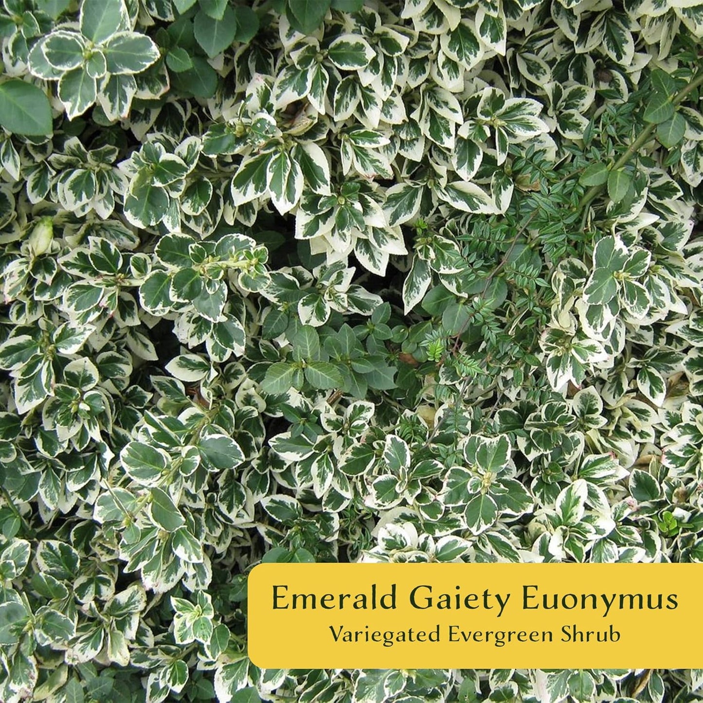 6 Emerald Gaiety Euonymus in 3.5" Nursery Cubes | Euonymus fortunei ‘Emerald Gaiety’ | Live Plants | Variegated Evergreen Shrub for Borders, Groundcover & Containers