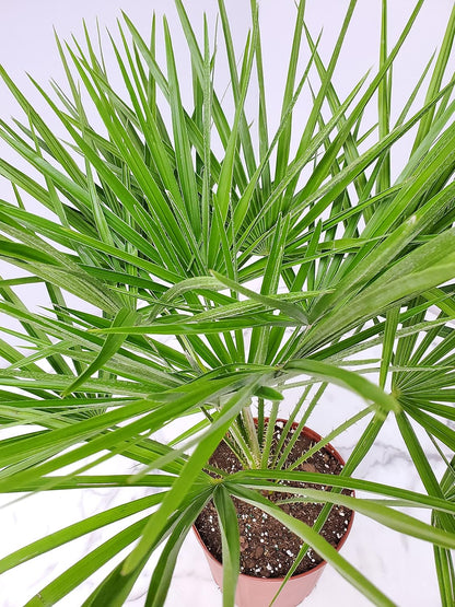 European Fan Palm - Tropical Plants of Florida - Live Palm Tree Plant - Overall Height 30" to 36" (Plant Only)
