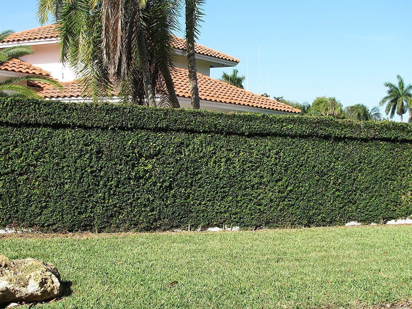 Creeping Fig Plant Ficus Pumila Climbing Vine - 30 Live Fully Rooted Plants