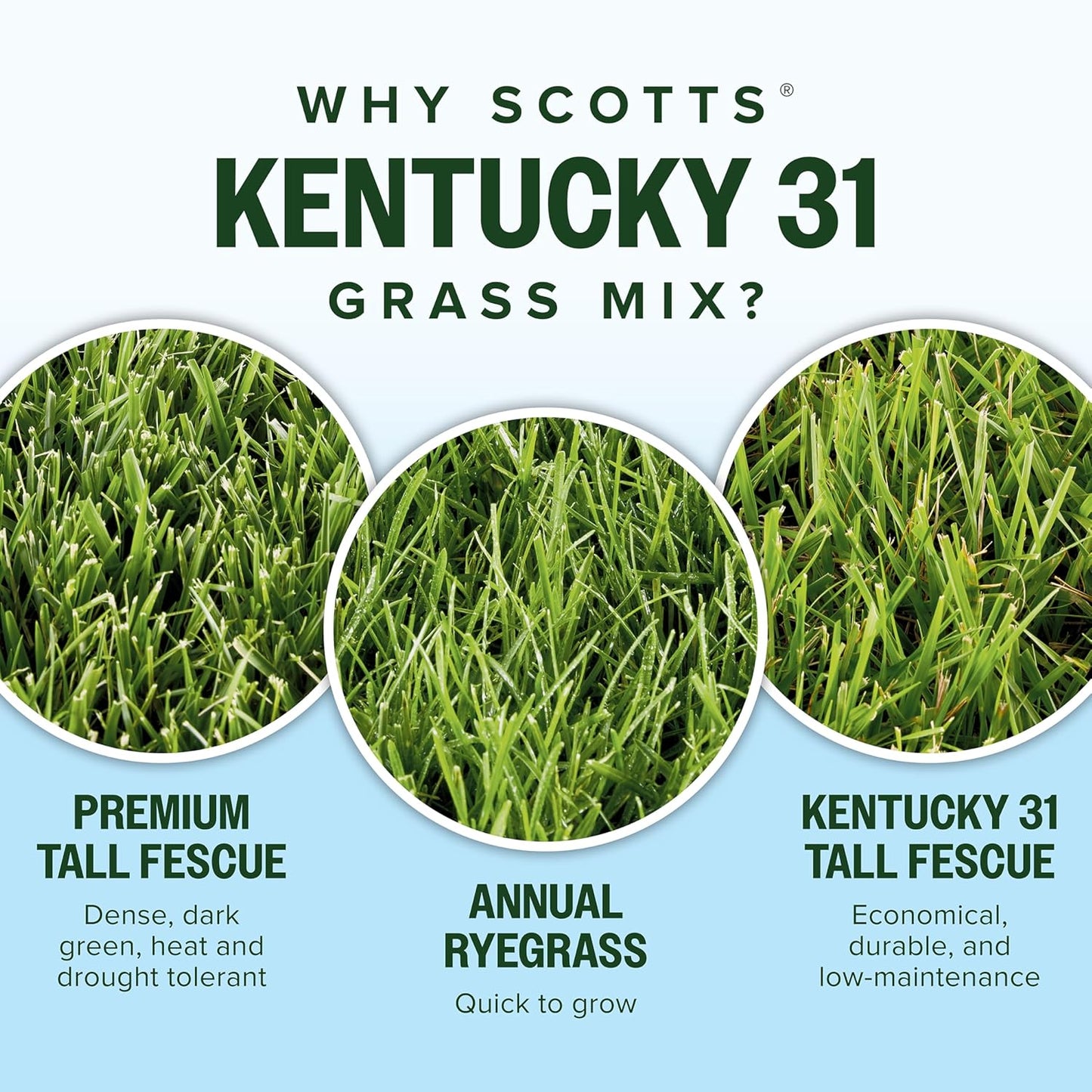 Scotts Kentucky 31 Grass Seed Mix for New Lawns or Overseeding, Grows Thicker and Greener vs. Other Kentucky 31 Mixes, Covers up to 5,000 sq. ft.