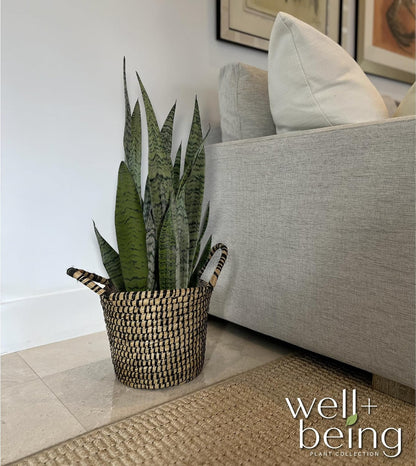 Nature's Way Farms, Sansevieria Zeylanica, Snake Plant, Live Houseplant, Easy Care, Air-Purifying (25-30 in. Tall) in Grower Pot