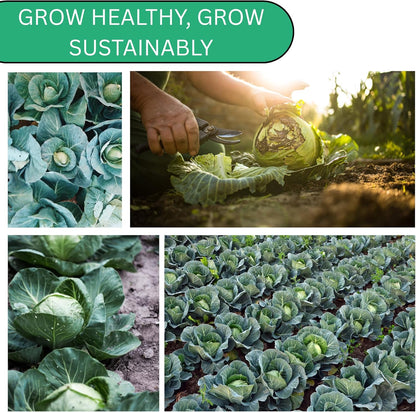 Woods Creek Seeds: Golden Acre Cabbage Seeds for Planting - Over 700 Heirloom Non-GMO Green Cabbage Seeds - Beginner-Friendly Vegetable Seed for Home, Indoor or Outdoor Gardeners
