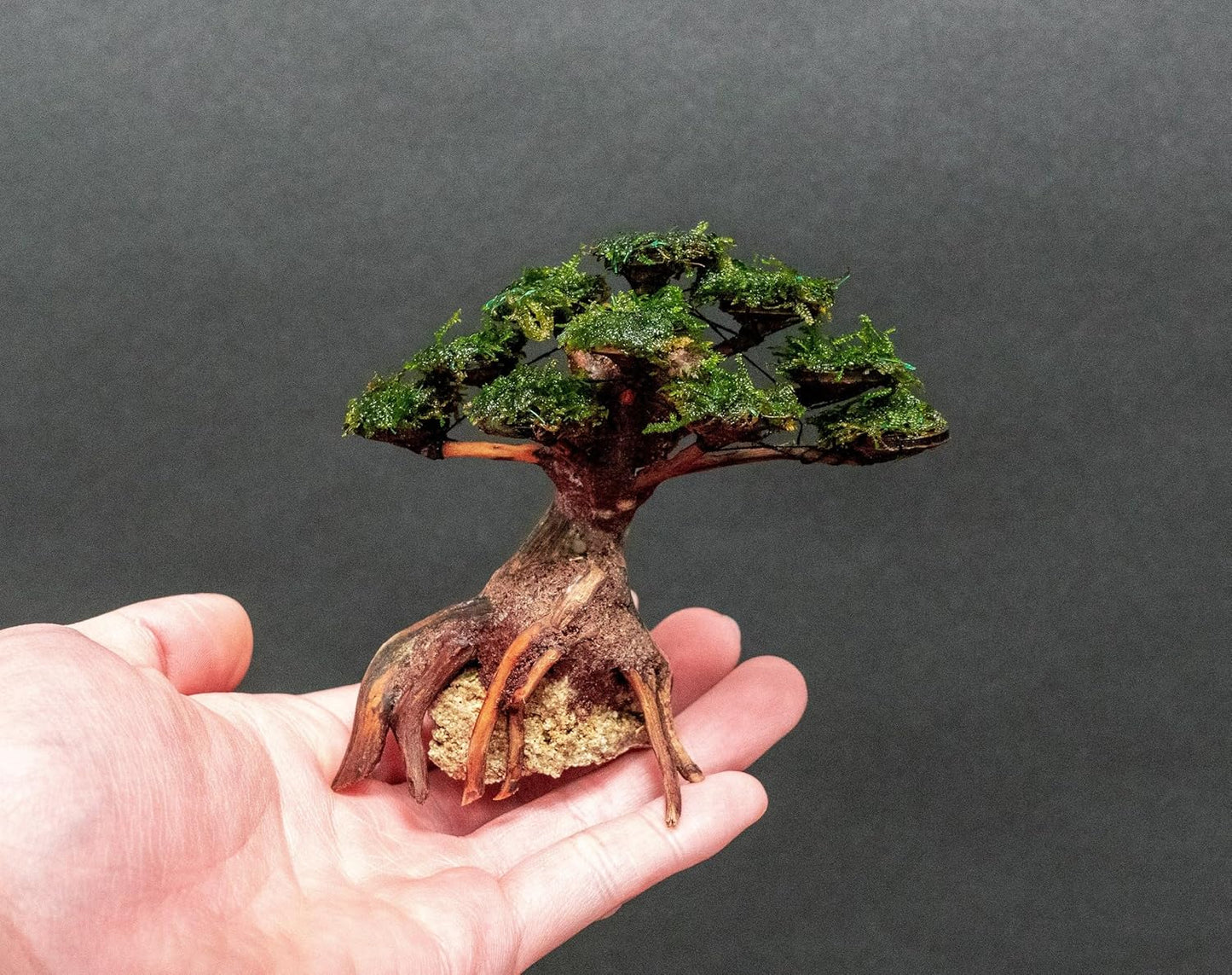 SubstrateSource Live Planted Decor - Moss on Bonsai (Aquascaping Tree) - Low to Moderate Light, Bright Green Freshwater Accent for Aquatic Layout, Midground Placement Centerpiece - Extra Small, 1 Pack