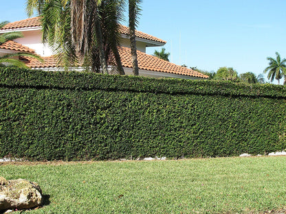 Creeping Fig Plant Ficus Pumila Climbing Vine - 60 Live Fully Rooted Plants